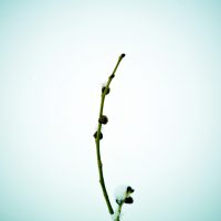 Lonely Twig with Buds | Blurbomat.com