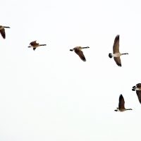 Honkers - Geese in formation | Blurbomat.com
