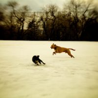 Play Dogs - Puppy Play | Blurbomat.com