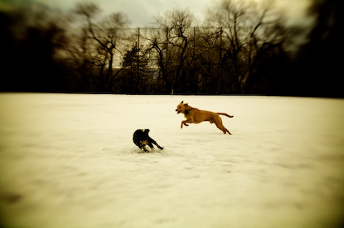 Puppy Snow Play