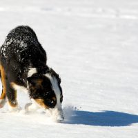 Coco Sniffs the Snow | Blurbomat.com