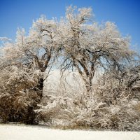 Winter Tree | Blurbomat.com