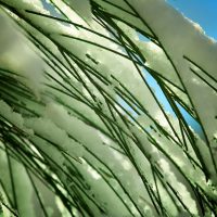 Green Needles in Snow | Blurbomat.com