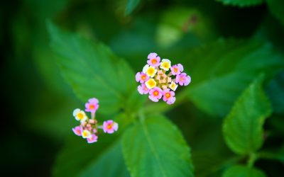 Very Tiny Flowers