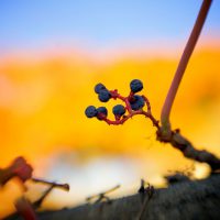 Small Berries | Blurbomat.com