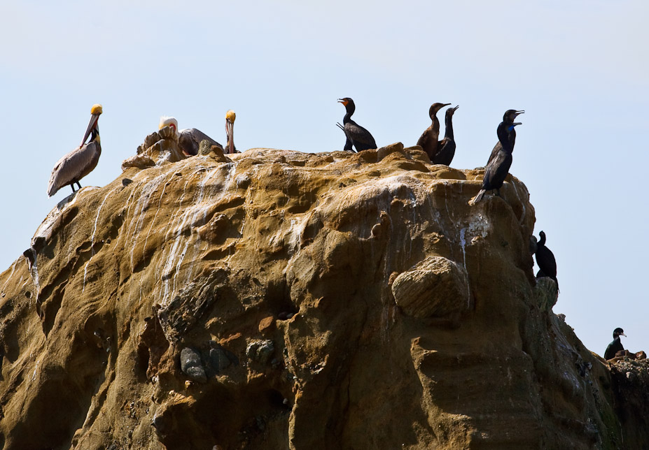 Bonds – Birds on a rock in Laguna Beach