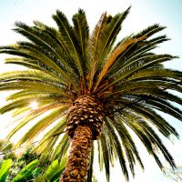 The Tree Accommodates - Laguna Beach Palm Tree | Blurbomat.com