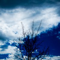 Black Blue Tree | Blurbomat.com