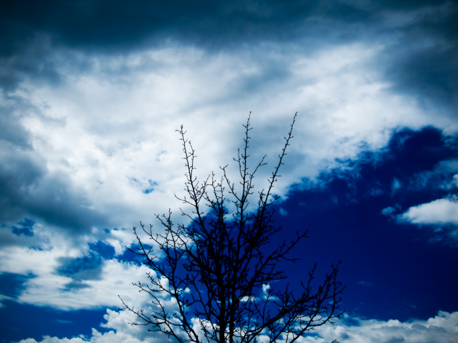 Black Blue Tree