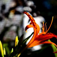 Standing Proud - Orange Flower | Blurbomat.com