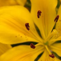 Filaments and Anthers | Blurbomat.com