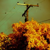 Power Tree - Autumn Colors | Blurbomat.com