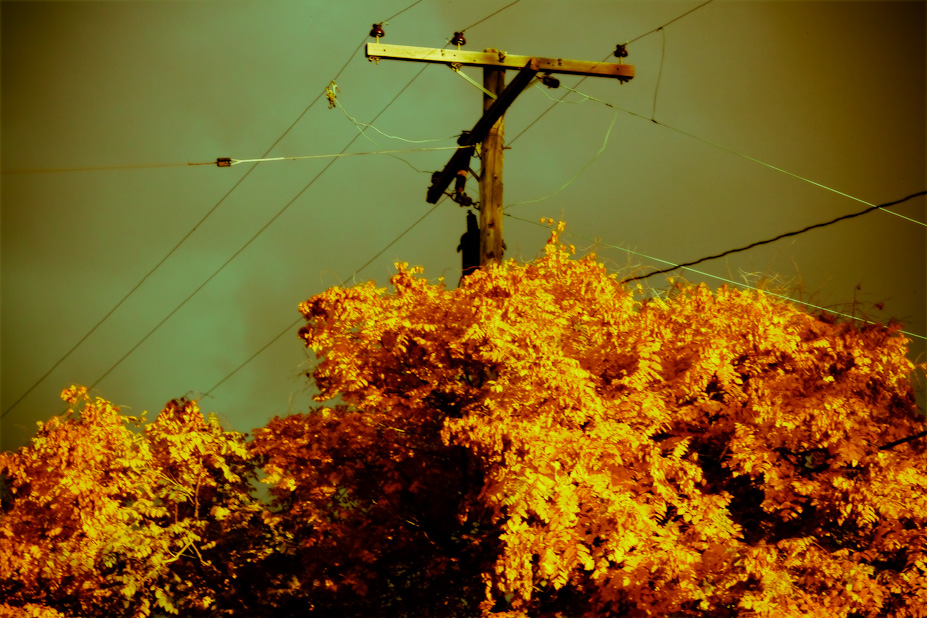 Power Tree – Autumn Colors