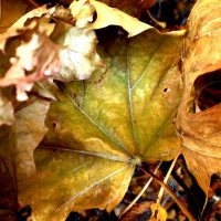 The Leaves are Still Here | Blurbomat.com
