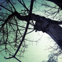Grunge Tree | Blurbomat.com
