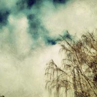 Painted Tree | Blurbomat.com