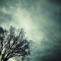 Dark Tree | Blurbomat.com