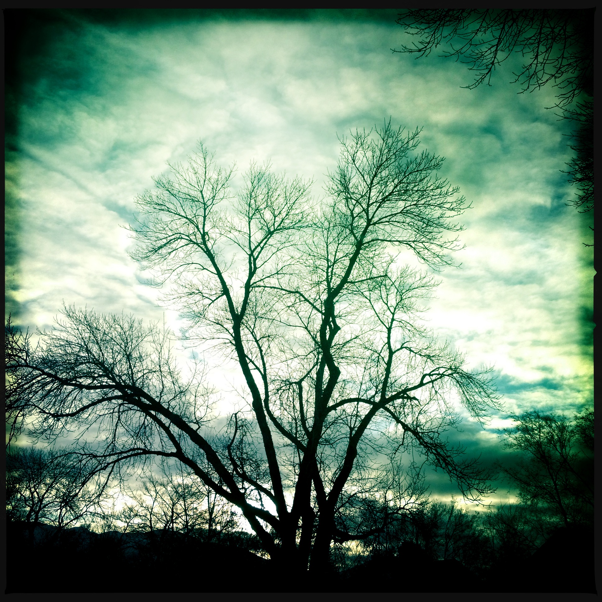Hipstamatic Trees 1