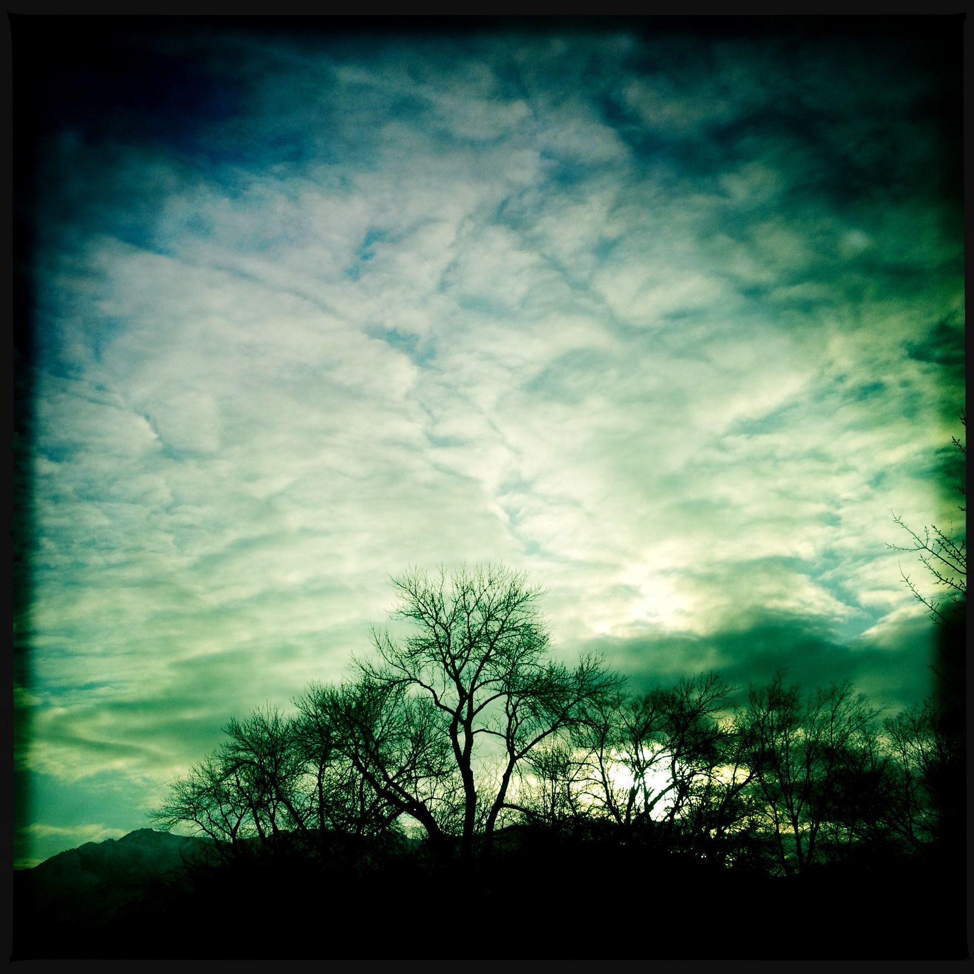 Hipstamatic Trees 2