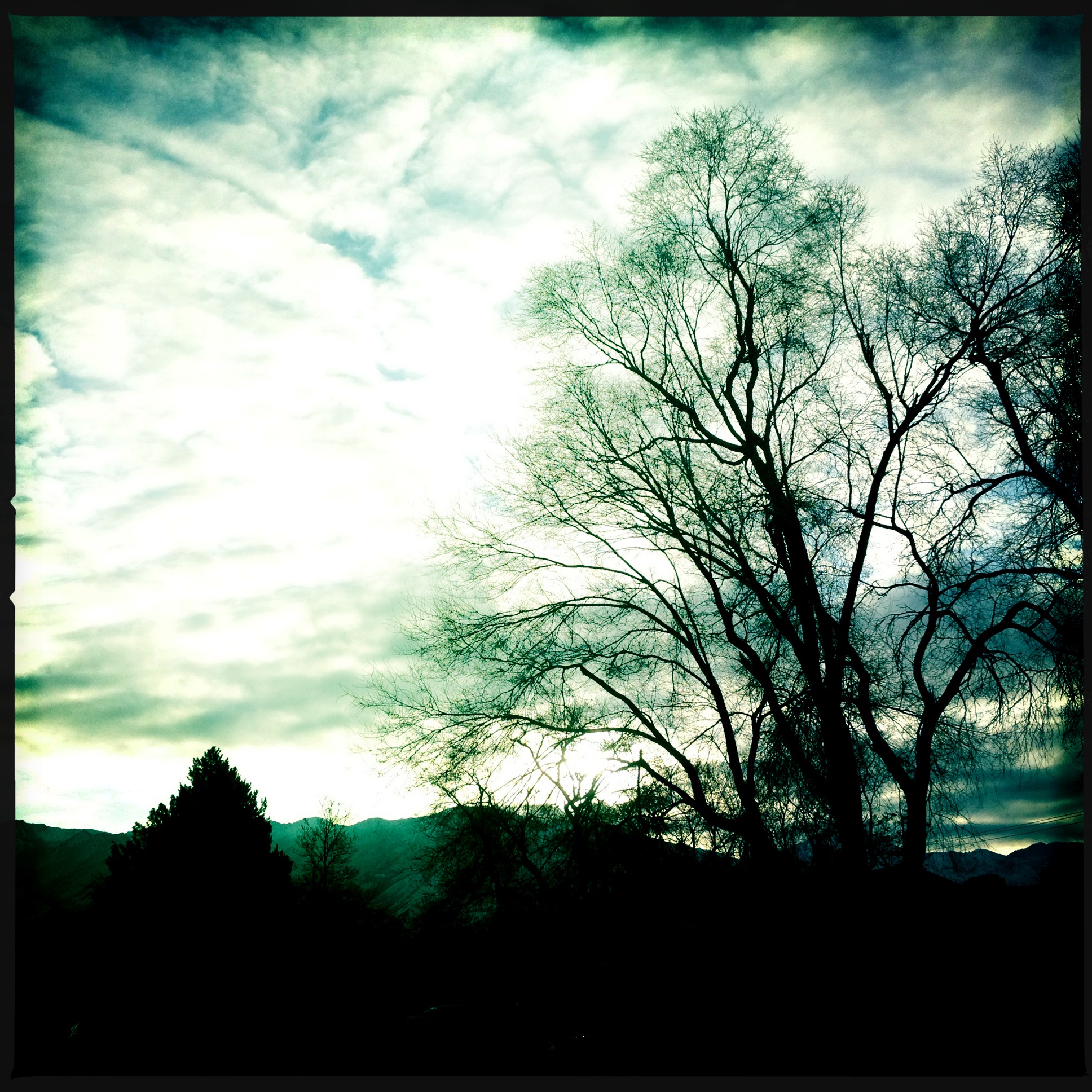 Hipstamatic Trees 6