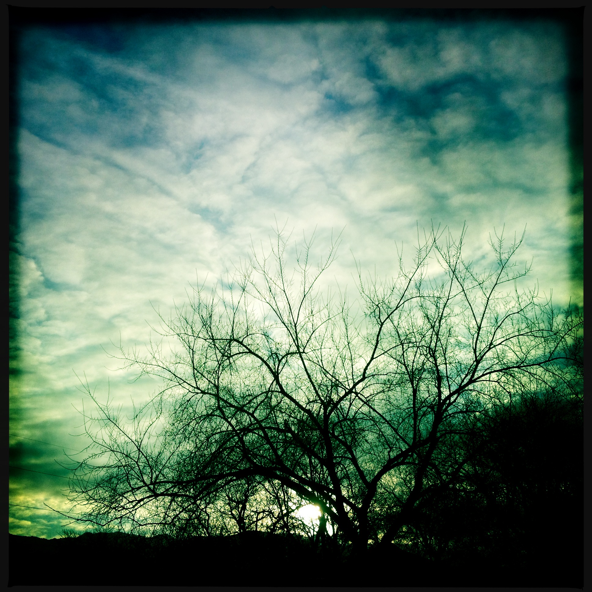 Hipstamatic Trees 7