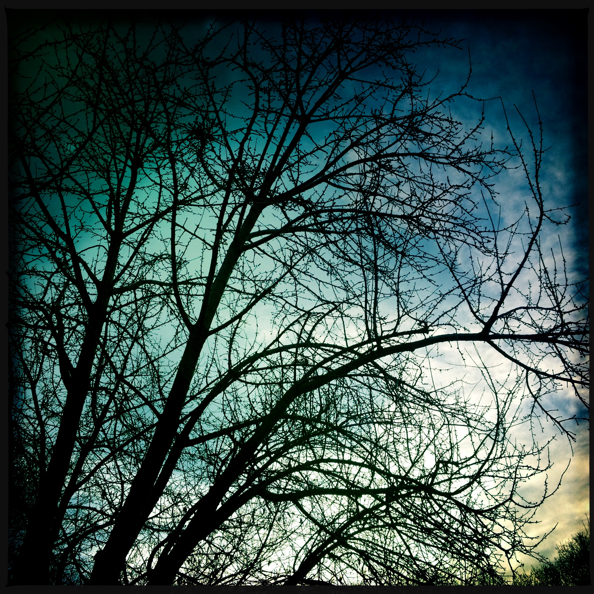 Hipstamatic Trees 9
