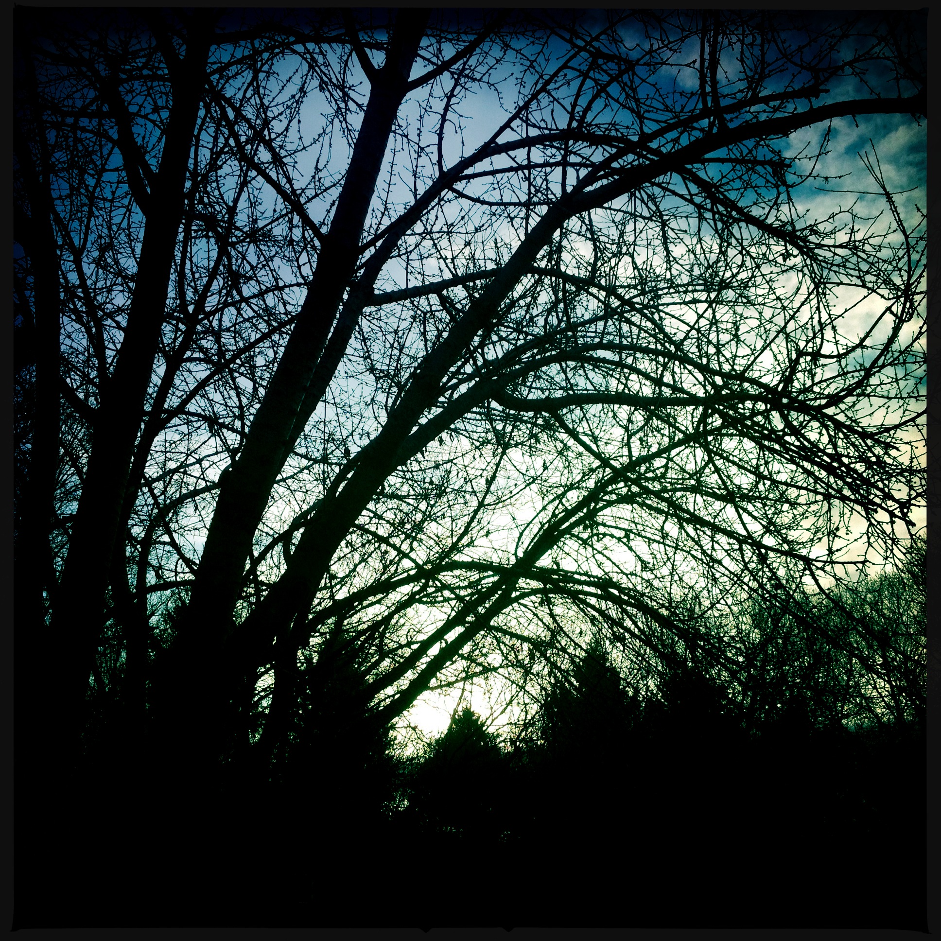 Hipstamatic Trees 10