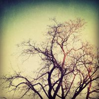 The Trees | Blurbomat.com
