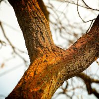 Crotchy - tree limbs | Blurbomat.com