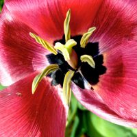 Tulip on the Verge | Blurbomat.com