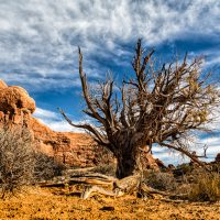 Life at the Edges: Massive Dead Tree in Arches National Park | Blurbomat.com