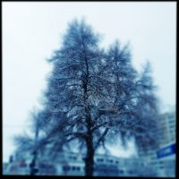 Blue Tree | Blurbomat.com