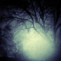 Bare Trees In the Morning | Blurbomat.com