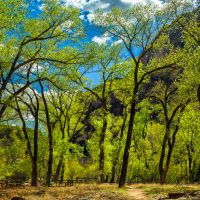 Grotto - Zion National Park | Blurbomat.com