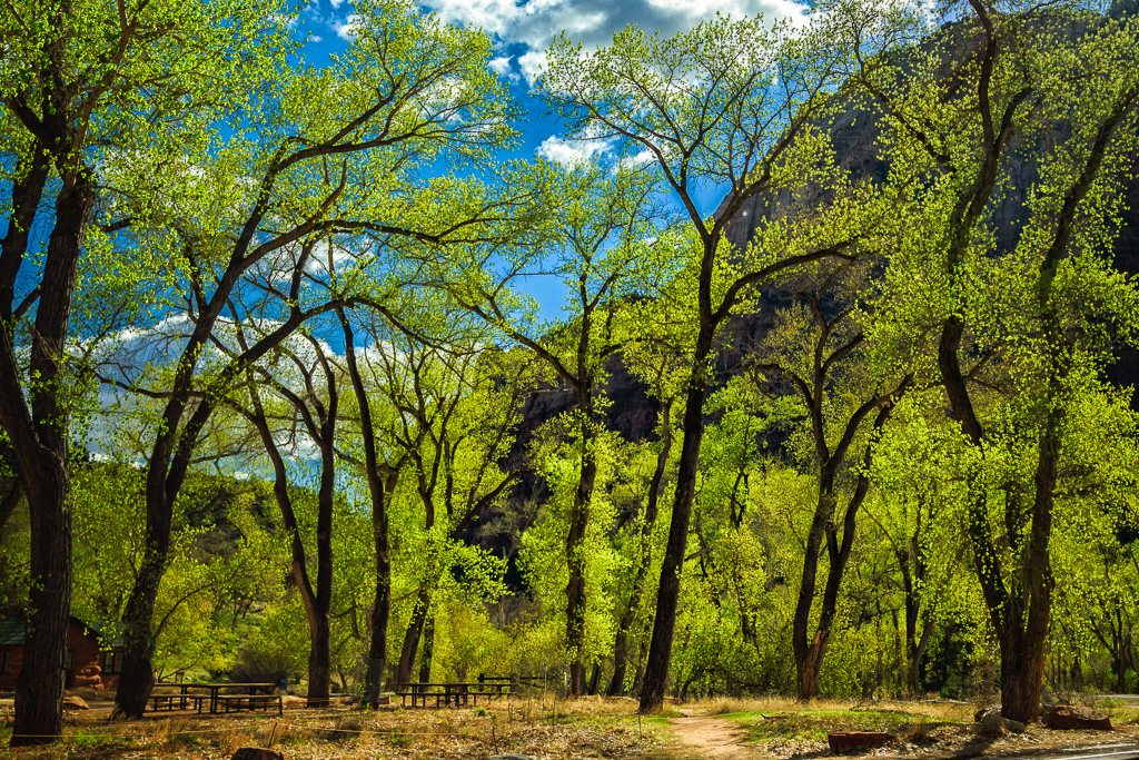 Grotto Trees – Zion National Park