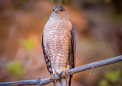 Hawk - Zion National Park | Blurbomat.com