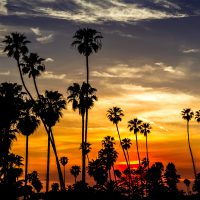 Palm Sunset - Sun setting along the Laguna Beach coast in Southern California. | Blurbomat.com