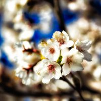 Blossoms - Macro of cherry blossoms in spring on the Utah State Capitol grounds. | Blurbomat.com