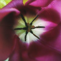 Purple Tulip | Blurbomat.com