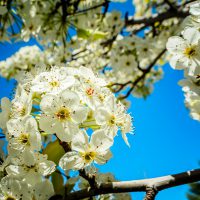 Super Springy - Hopeful spring blossoms. | Blurbomat.com
