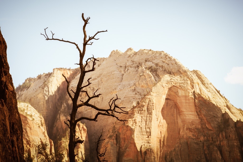 Dead Tree In Zion National Park