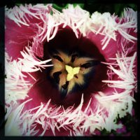 Feathered Tulip | Blurbomat.com