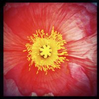 Red & Yellow Flower | Blurbomat.com