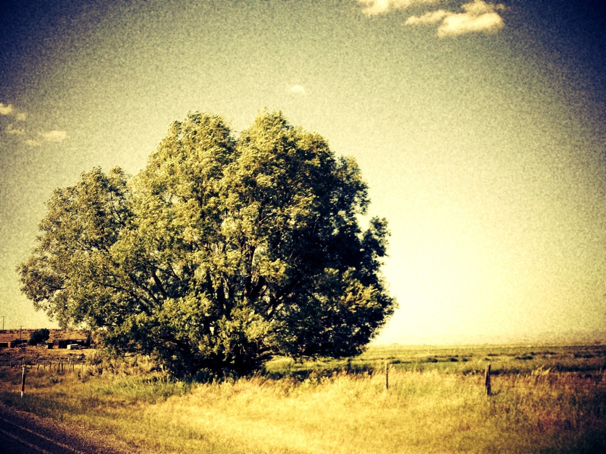 Pastoral Road Tree