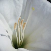 White Flower | Blurbomat.com