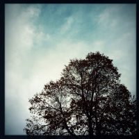 Slowly Surely Tree | Blurbomat.com