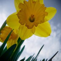 A Daffodil Fighting the Cold | Blurbomat.com
