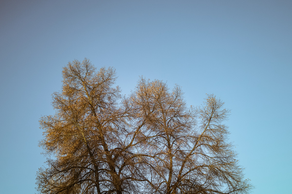 Bare Tree, Morning Light