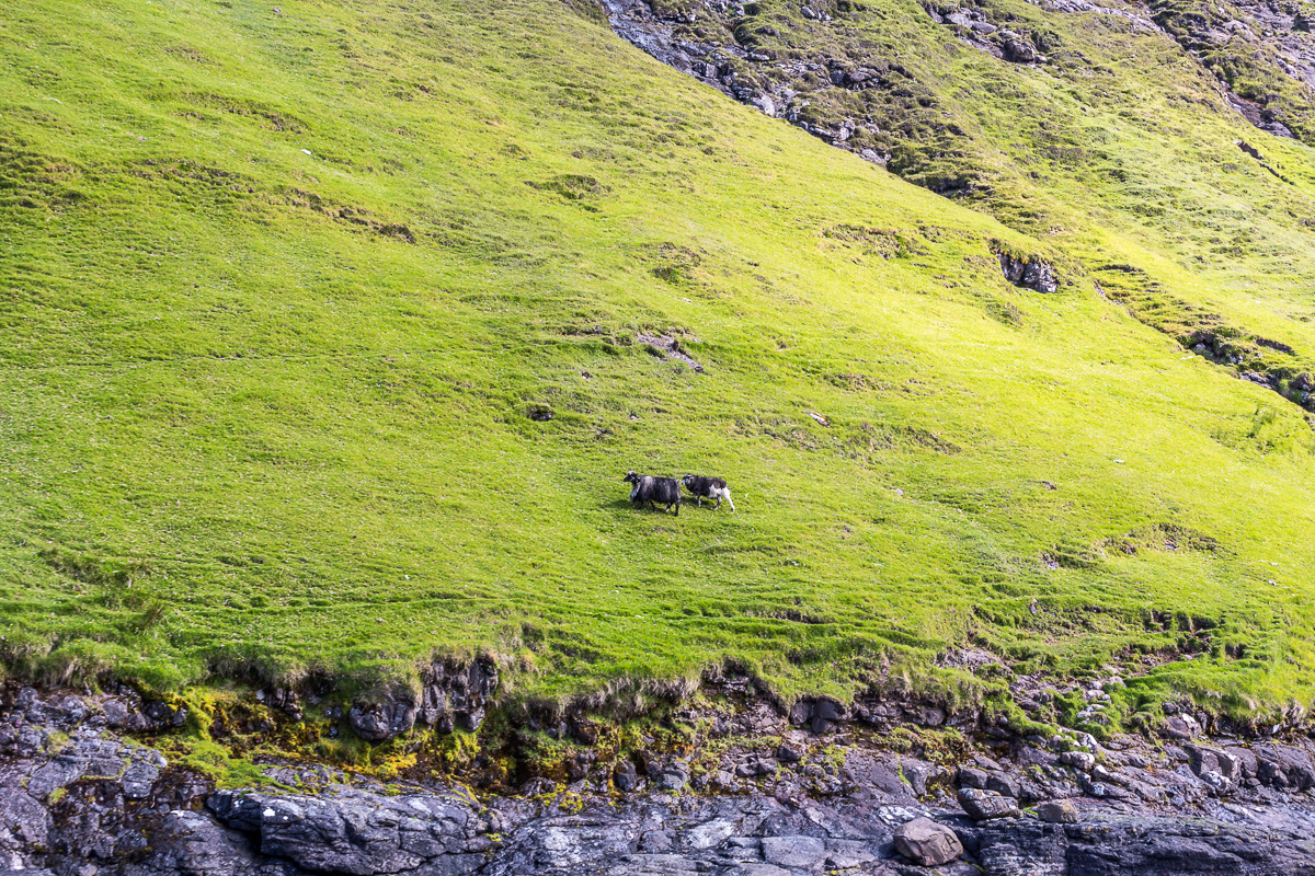 Sheep grazing on a slope near Vestmanna, Faroe Islands - Blurbomat.com