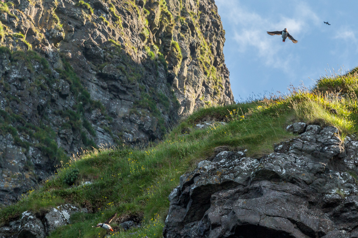 A group of puffins take flight, bird cliffs near Vestmanna, Faroe Islands - Blurbomat.com